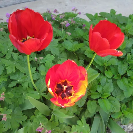 Apartmán Panorama *