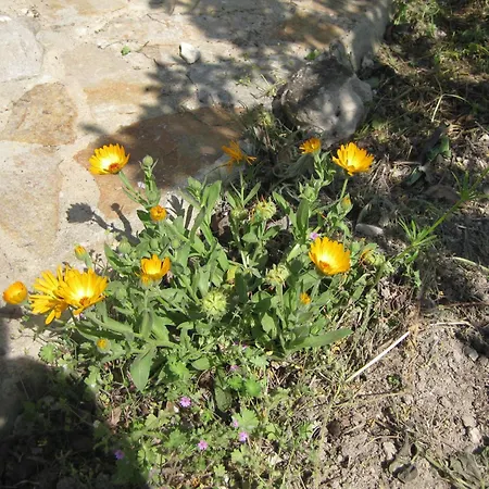 Panorama * Zlate písky