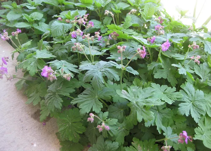 Panorama Lejlighed *