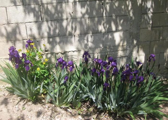 Panorama Lejlighed Golden Sands