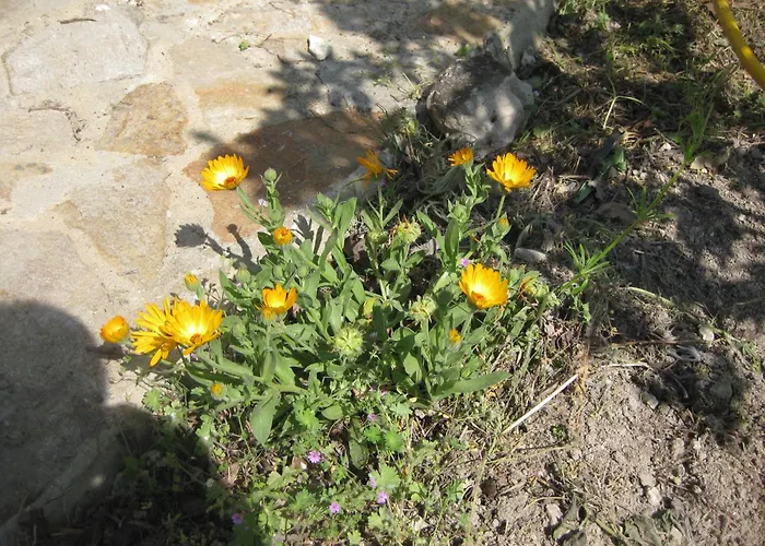 Panorama * Golden Sands