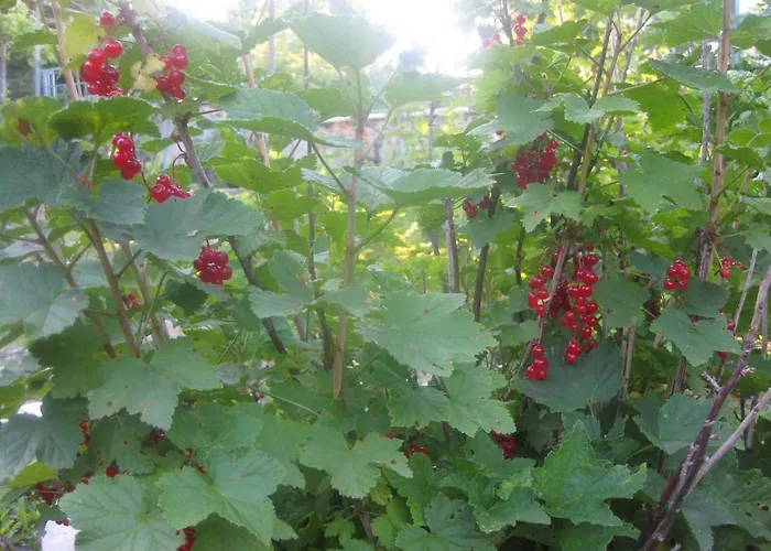 Panorama * Golden Sands