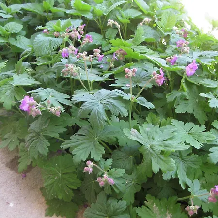 Panorama Apartment *