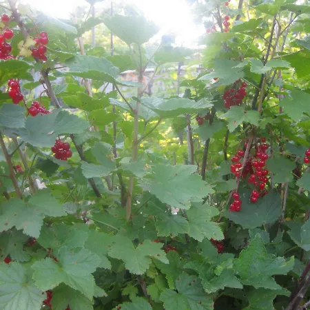 Panorama * Golden Sands