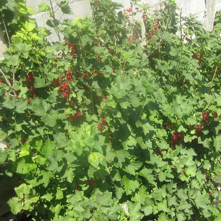 Panorama * Golden Sands