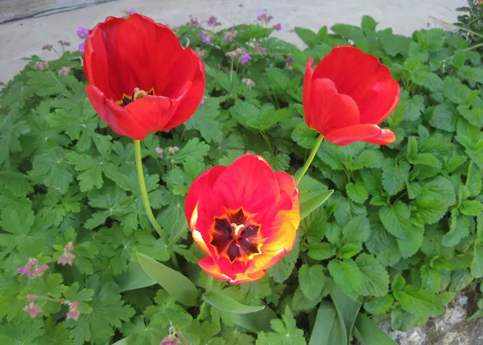 Appartamento Panorama *