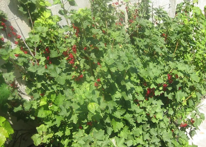 Panorama * Nisipurile de Aur